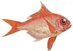 Высокотелый берикс