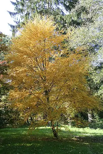 Общий вид взрослого растения