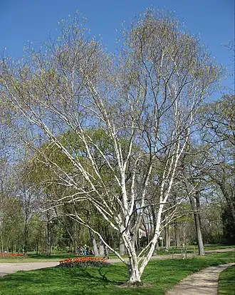 Общий вид растения