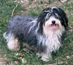 Бишон хаванес