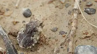 Gelastocoris oculatus