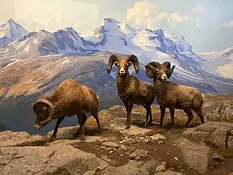 Диорама «Толсторог»