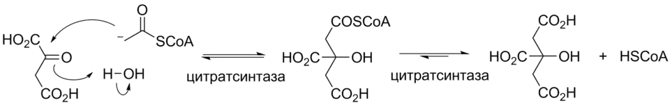 Альдольная реакция в цикле Кребса