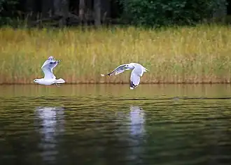 Степные чайки на Кафтином озере