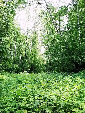 Берёзовая роща в Бирюлёвском лесопарке