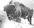 Американский бизон (Bison bison)