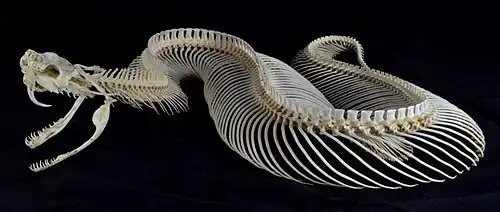 Габонская гадюка (змеи, чешуйчатые)