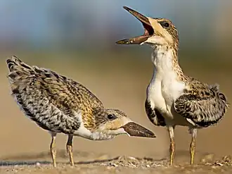 Четырёхнедельные птенцы. Окрас отличается от взрослой птицы