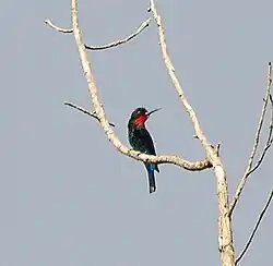 Чёрная щурка