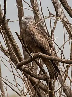 Black kite