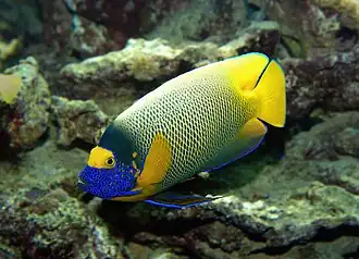 Желтомасковый ангел (Pomacanthus xanthometopon)