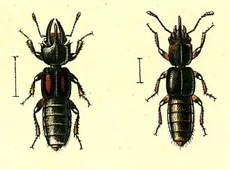 Жуки Bledius furcatus и Bledius unicornis