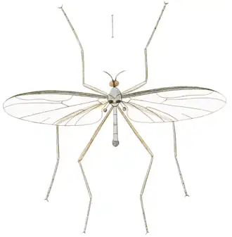 Blephariceromorpha