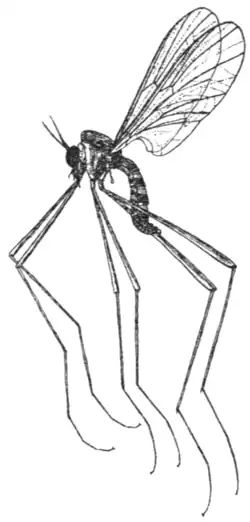 Blepharicera fasciata