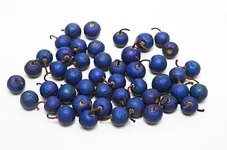 Синие фрукты рудракши.