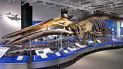 Скелет синего кита (в начале 2000 г. был вывешен в стеклянной башне).