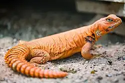 Uromastyx geyri