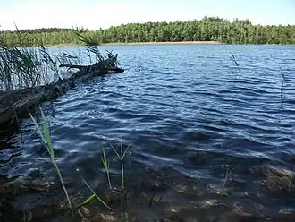 Озеро Бобрица июльским днём