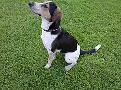 Чешская пегая собака