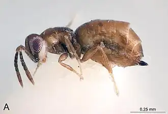 Bohpa maculata