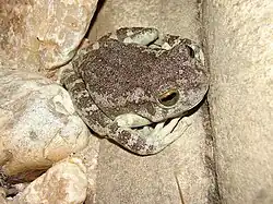 Bokermannohyla alvarengai