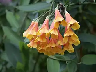 Бомарея многоцветковая