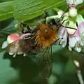 Bombus hypnorum, самец