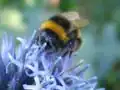 Bombus lucorum на цветке Echinops ritro