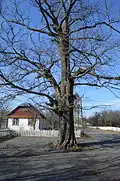Старое дерево в центре села