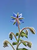 Извилина бурачника лекарственного (Borago officinalis)
