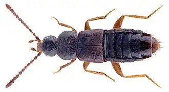 Boreophilia brachyoptera