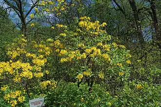 Рододендрон жёлтый