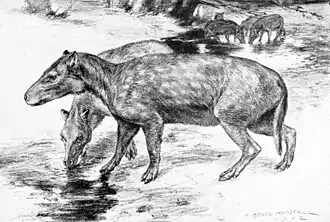 Реконструкция Elomeryx armatus