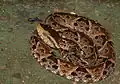 Bothrops asper