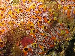 Botrylloides magnicoecum