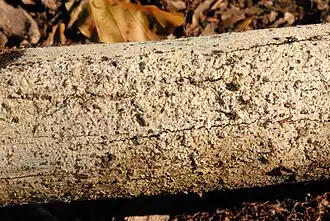 Botryobasidium subcoronatum