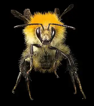 Список шмелей Украины17 июля 2018