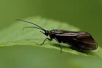 Ручейник Brachycentrus montanus