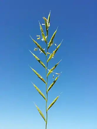 Соцветие коротконожки перистой