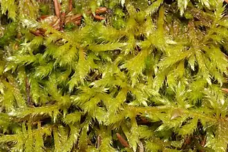 Brachythecium salebrosum, общий вид растения