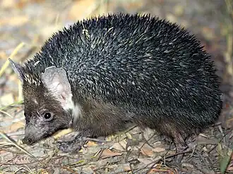 Длинноиглый ёж (Paraechinus hypomelas)