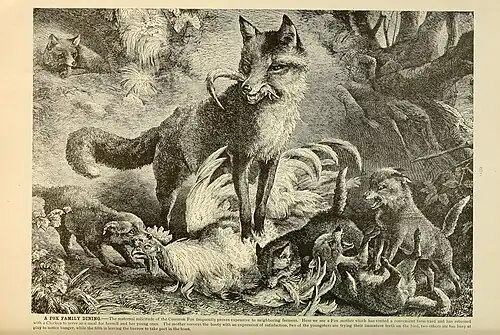 Лисица, иллюстрация из «Жизни животных» Альфреда Брема