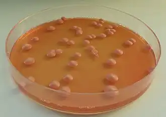 Колонии дрожжей Brettanomyces bruxellensis на агаре с флоксином B.