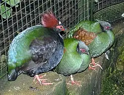 Самец с двумя самками