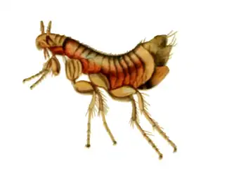 Ischnopsyllus elongatus