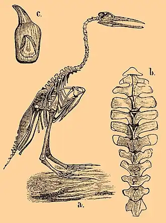 Гесперорнис