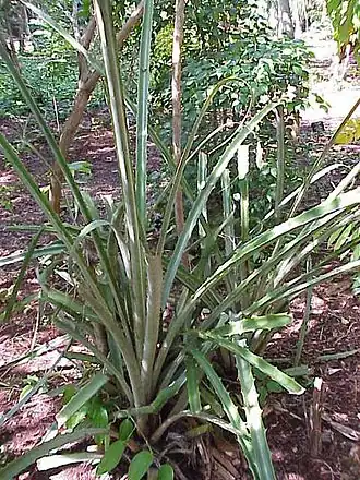 Bromelia karatas — типовой вид типового рода.