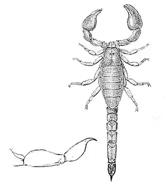 Broteochactas nitidus