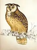 Bubo bengalensis