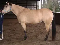 American Quarter Horse (2009)
